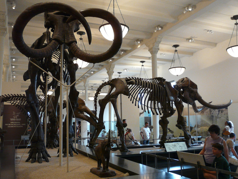 El Museo Americano de Historia Natural2